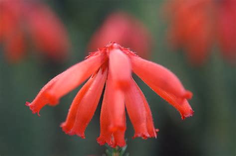 花形状|花のタイプ